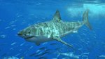 Punishing sharks… Is it medieval idiocy?