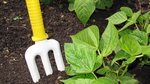 Starting a vegie patch from scratch