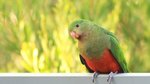 Birdscaping your garden