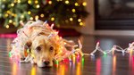 10 things to do with your pet this holiday season