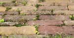 Get in Early Before the Weeds Take Over Your Patio