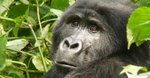David Attenborough shares his adventures as a young naturalist