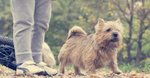 ‘Growing up my children had so many animals we could have been a zoo’