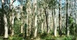 Book Review: A new life awaits ‘In the Valley of the Blue Gums’