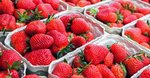 ‘The strawberry crisis needed a calm and common sense approach’