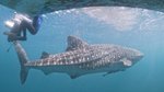 The Whale Sharks of Donsol