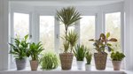 The best indoor plants to brighten up your home