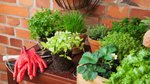 ‘A simple garden forged lasting friendships, but now it’s all that remains’