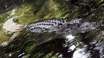 ‘The funny animal stories that peppered our past’