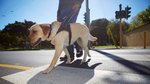 Guide dogs: Inspirational heroes for the visually impaired