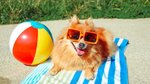 ‘What I learned in the search for pet friendly accommodation’