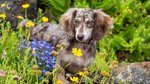 ‘Our beloved dog died protecting my husband from a deadly snake’