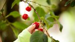 ‘The summer fruit picking adventure that became our family’s favourite story’