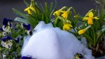 ‘Pansies, daffodils and a robin: Finding faith when life feels hopeless’