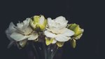 Your options on prepaid funerals amid Covid-19 restrictions