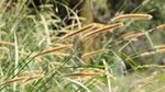 ‘Creeklands, long grass and a lost pair of glasses’