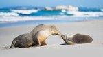 There are many ways to see Australia. This 36-day cruise around the whole...
