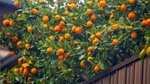 Tutti fruity: Guide to selecting and growing citrus
