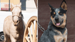 Meet the amazing animals who make outback life special