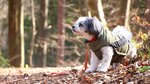Is your dog too cold? How cold is too cold for outdoors?