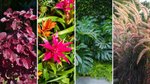 Add year-round interest to your garden with a selection of fabulous foliage...