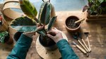 Reinvigorate your wilting houseplants with this remarkably effortless trick