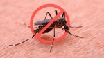 Mozzies be gone! Two simple steps to deter mosquitoes from invading your home