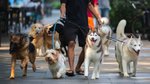 Expert reveals which dog breed is ‘simply’ the ‘best’ breed ever