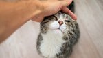 The one cat breed Aussies can’t get enough of