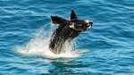 Record whale sightings at season’s start