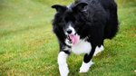 How to take the perfect photo of your pet – and share it with everyone on...
