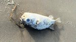 Tipping point: algal bloom’s grim toll revealed