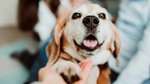 If your dog’s steps are getting shorter, it could be an early warning sign of...