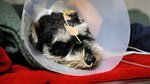 Festive foods for Fido a ‘no no’, pet owners warned