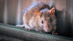 When the aircon fails and the rats move in: a gentle lesson in domestic...