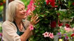 How to keep mould off your mandevillas and frangipanis in the humid...
