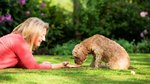 I got a puppy at 68 and it nearly broke me – then it saved me