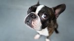 The midnight drive to the emergency vet — what it costs, when you actually...