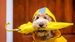 Does your dog actually need a winter coat – or are we just projecting?