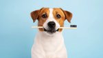 That “doggy breath” could be a warning sign: what every dog owner needs to...