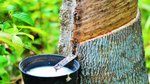 Thursday Giggle: The “Herpes Cure” Tree Extract Joke With a Rubbery Punchline