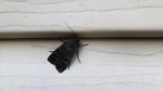 Bogong moths are back in their millions: why they’re in your house, and what...