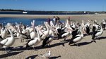 Village to Villa: Pelicans that lunch!