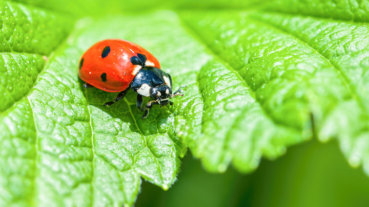 ladybugs-how-to-tell-the-difference-between-the-good-and-the-bad-in