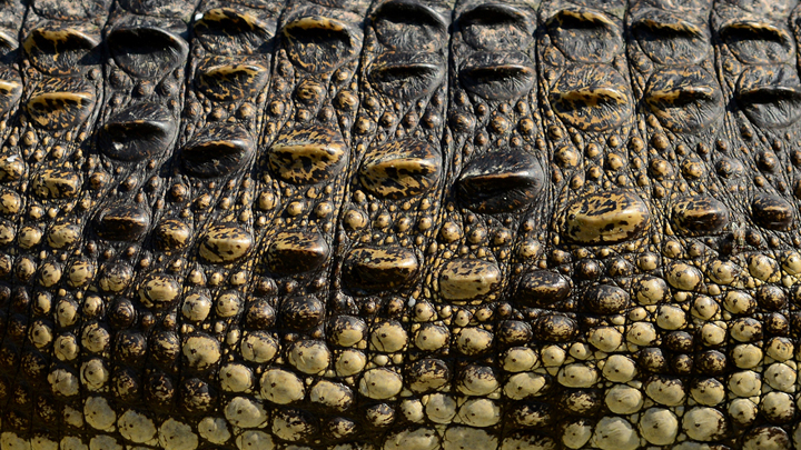 That’s a croc: Australia wants to export more crocodile products ...