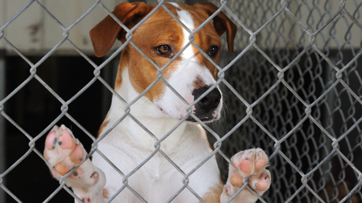 The heart-wrenchingly honest letter to all pet owners from a shelter