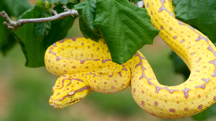 Snakes and spiders throughout music and history - Starts at 60