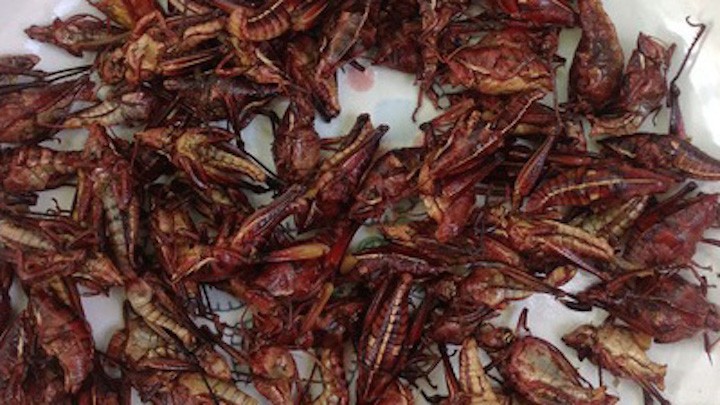 Fried grasshoppers and sautéed iguana [Not So S.O.F.T.] - Starts at 60