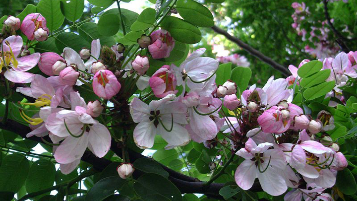 Gardening with Gil: The Pink Cassia - Starts at 60