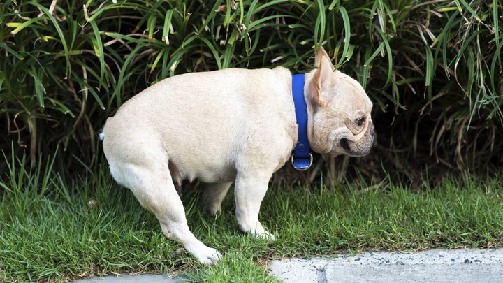 The smart idea that could see the end of doggy doo-doo on the footpath ...